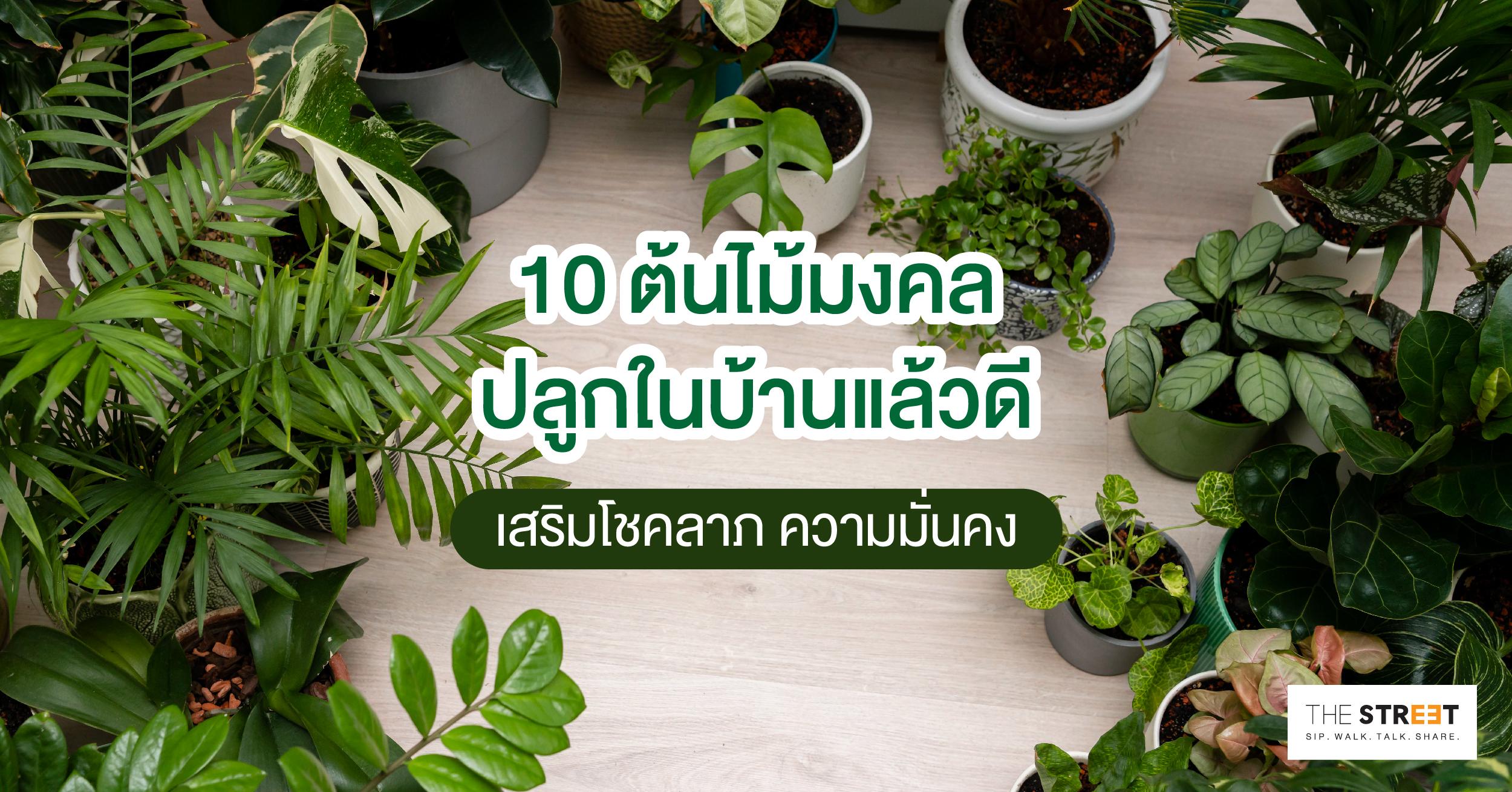 10-ต้นไม้ปลูกในบ้านแล้วดี-เสริมโชคลาภ-ความมั่นคง